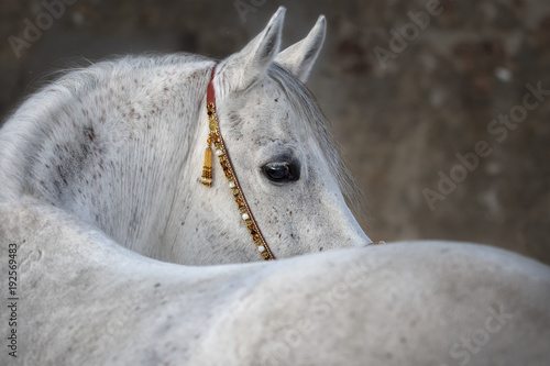 Gray arabian horse look back isolated on light background