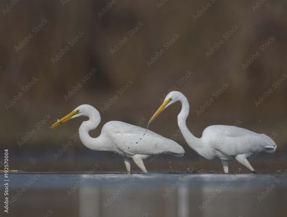 Fototapeta premium The Great White Egrets Hunting
