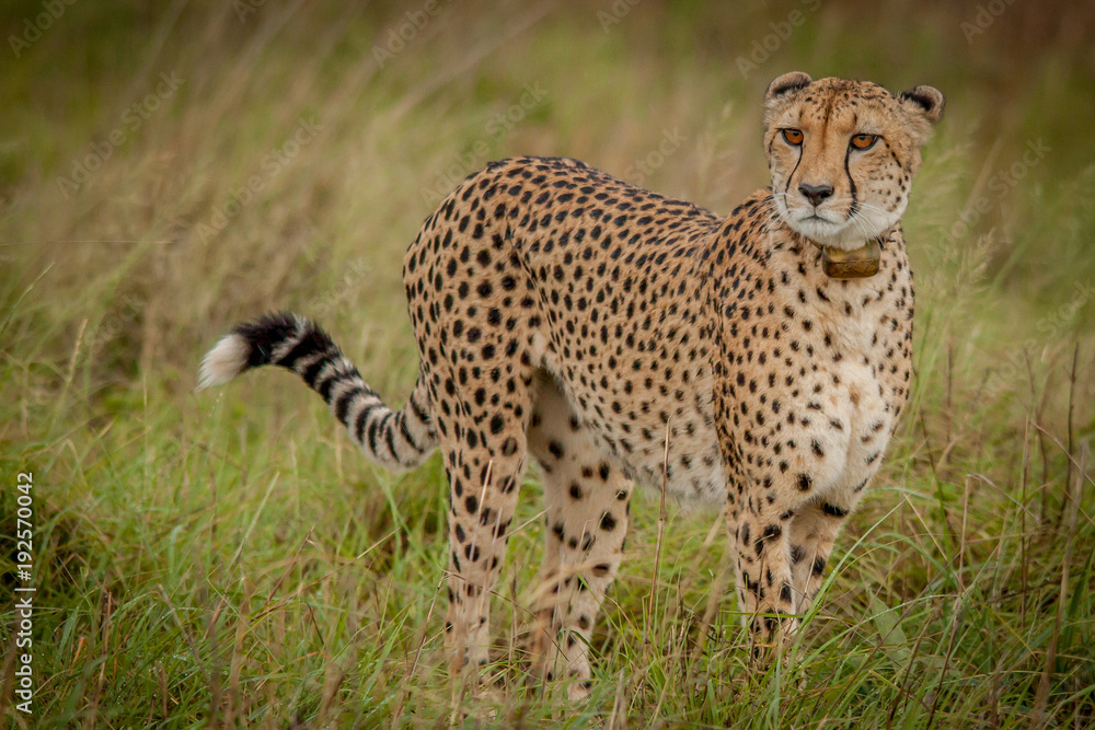 The Elusive Cheetah The Elusive Cheetah