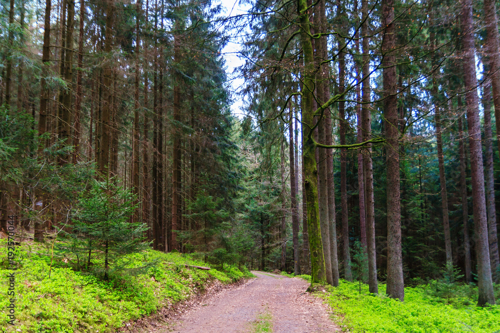 Obraz premium Odenwald forest at spring