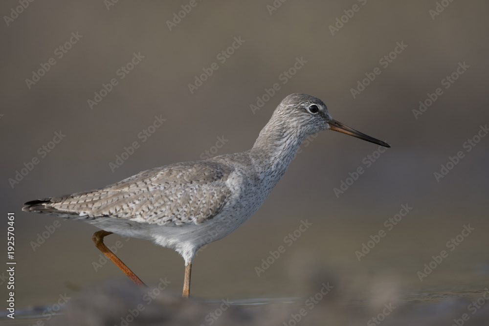 The Common redshank The Common redshank
