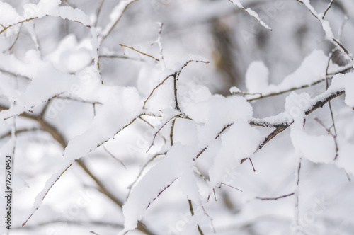 Branch bush covered with snow on morning forest winter cold day