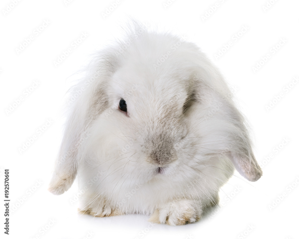 aries rabbit in studio aries rabbit in studio