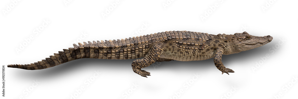 Walking crocodile isolated on white background with clipping path Walking crocodile isolated on white background with clipping path