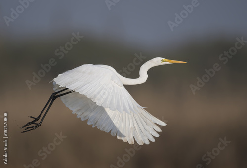 The Great White Egret Flying
