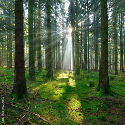 Spruce Tree Forest  Sunbeams through Fog illuminating Moss Covered Forest Floor