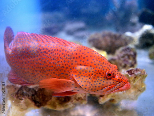 Bilde på lerret Red grouper in the aquarium.