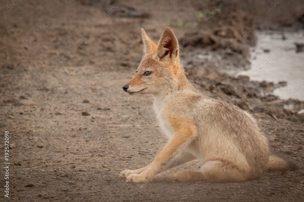 Black Backed Jackal Black Backed Jackal