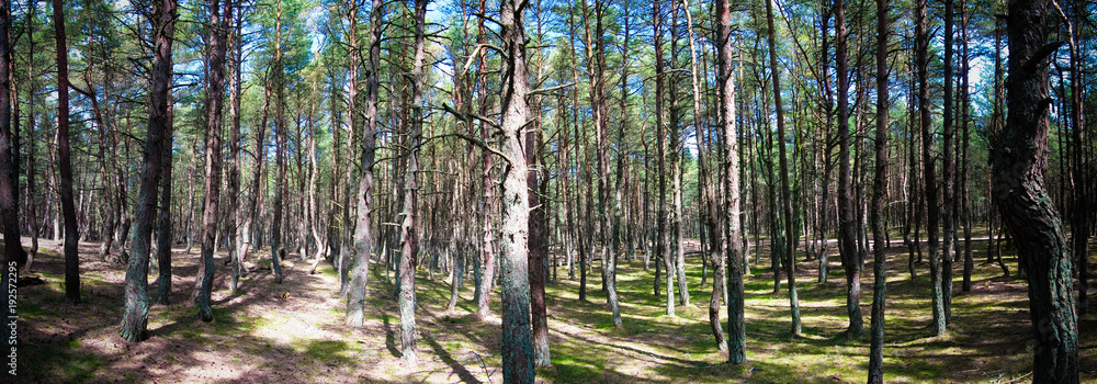 Dancing forest, Curonian spit, Kaliningrad region Russia Dancing forest, Curonian spit, Kaliningrad region Russia