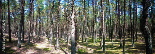 Dancing forest  Curonian spit  Kaliningrad region Russia