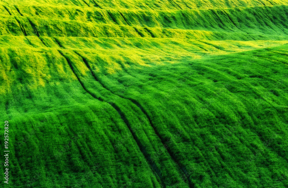 spring field. picturesque hilly field. agricultural field in spring spring field. picturesque hilly field. agricultural field in spring