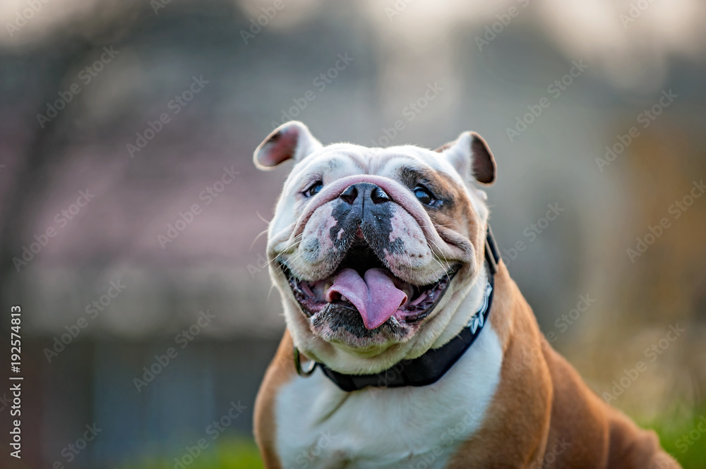 Happy bulldog