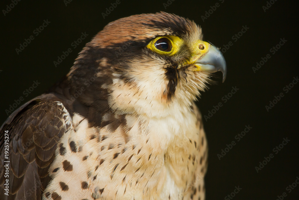 Obraz premium Photo portrait of a Lanner falcon 