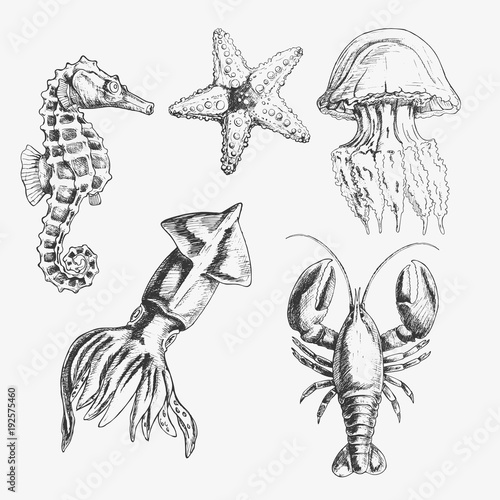 Vector Sea life illustration set . Hand drawn seahorse, starfish, squid, jellyfish, lobster. Isolated on white