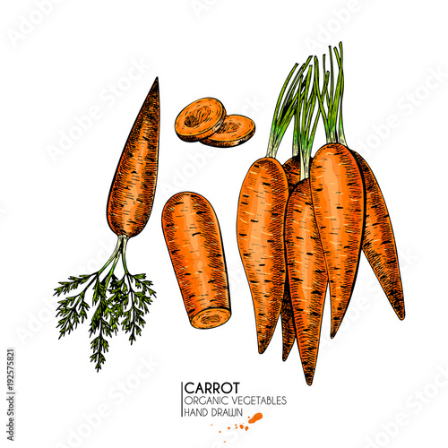 Vector hand drawn set of farm vegetables. Isolated carrots. Engraved colored art. Organic sketched vegetarian objects. Use for restaurant, menu, grocery, market, store, party