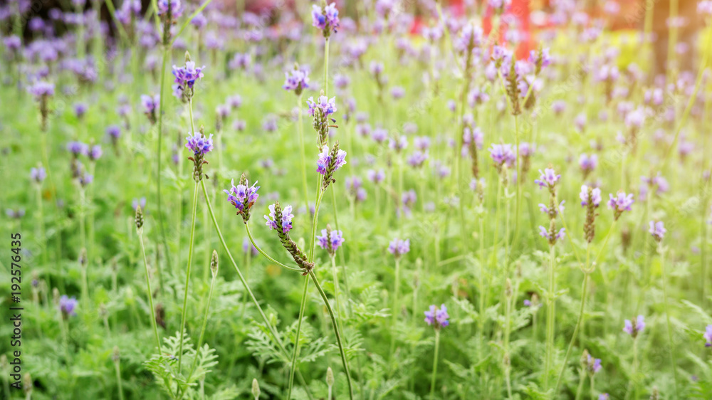 Lavender flower in a garden.
