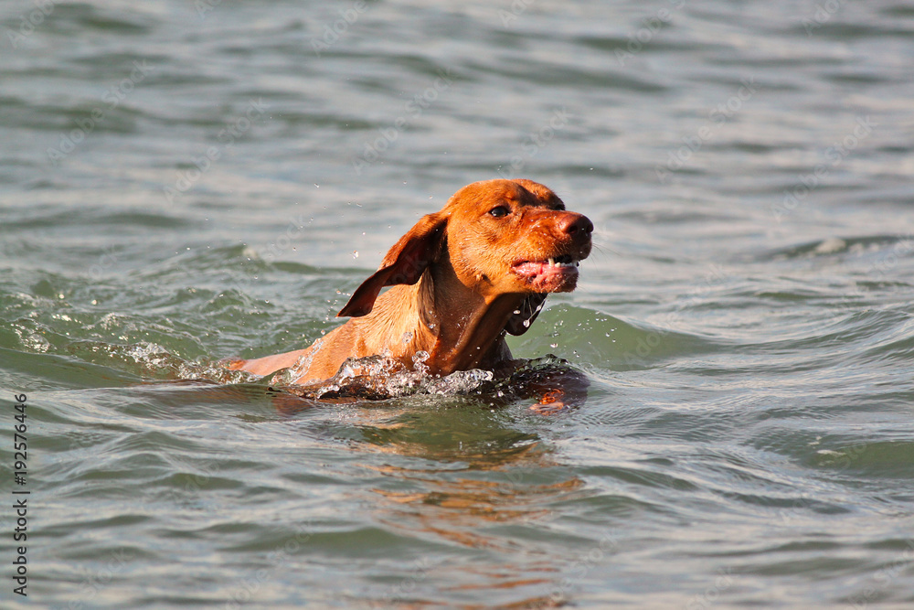 Magyar Vizsla Hund schwimmt in Welle mit Stöckchen Stock-Foto | Adobe Stock