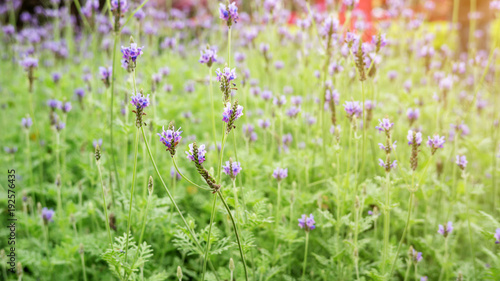 Lavender flower in a garden.