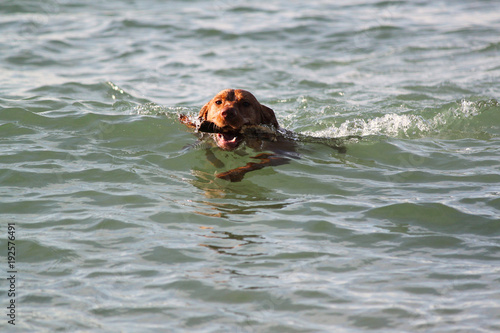 Magyar Vizsla Hund schwimmt in Welle mit Stöckchen