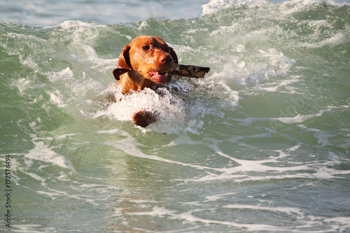 Magyar Vizsla Hund schwimmt in Welle mit Stöckchen