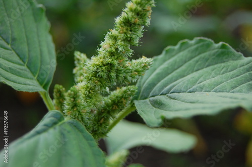 Amaranthus retroflexus