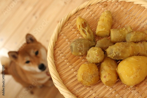 shiba inu yuzu