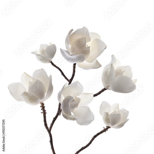 magnolias blancas en fondo blanco
