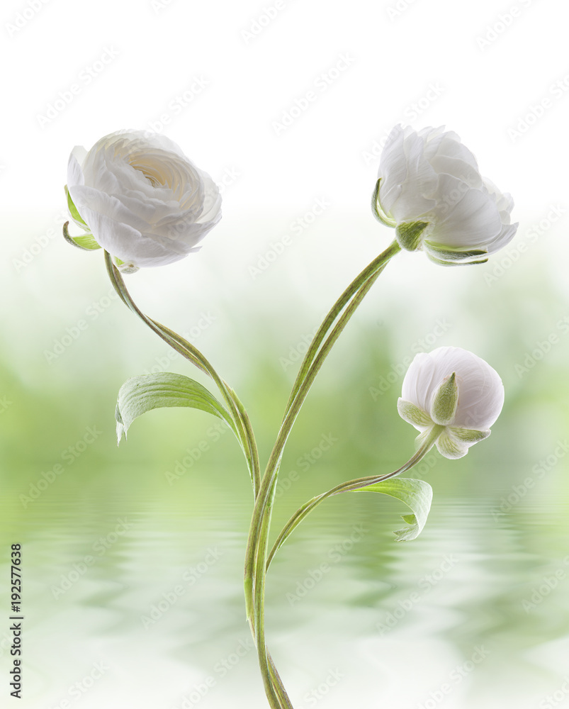 flores rosas blancas en fondo verde y agua Stock Photo | Adobe Stock flores rosas blancas en fondo verde y agua Stock Photo | Adobe Stock