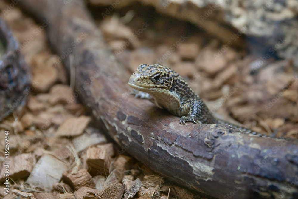 Fototapeta premium ящерица в террариуме