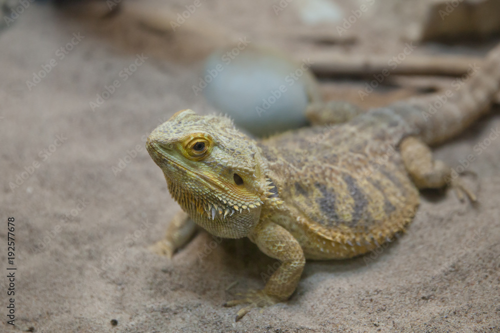 Naklejka premium ящерица в террариуме