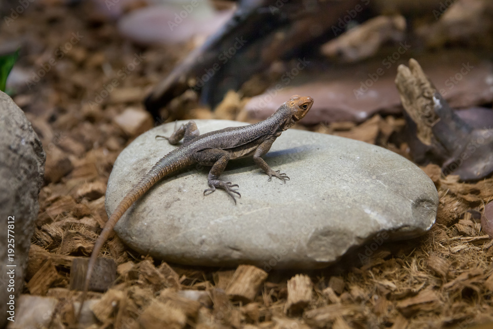 Naklejka premium ящерица в террариуме