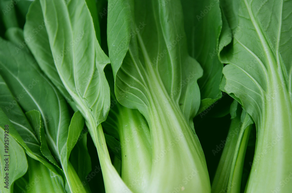 Fotografie Fresh green vegetable bok choy or chinese cabbage