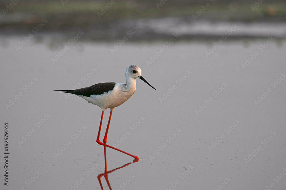 Black-winged Stilt, Himantopus himantopus. Ujjani Dam backwaters, Bhigwan, Maharashtra Black-winged Stilt, Himantopus himantopus. Ujjani Dam backwaters, Bhigwan, Maharashtra