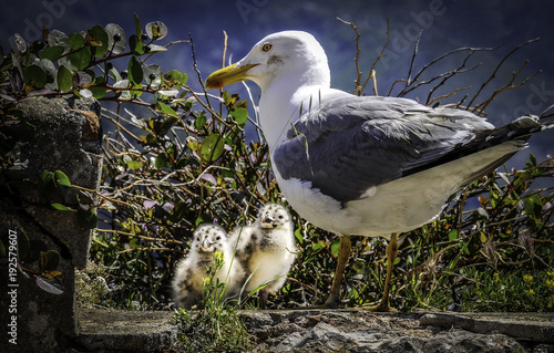 Gabbiano con piccoli photo