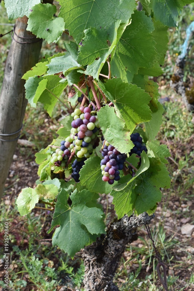 grappes de raisin dans les vignes