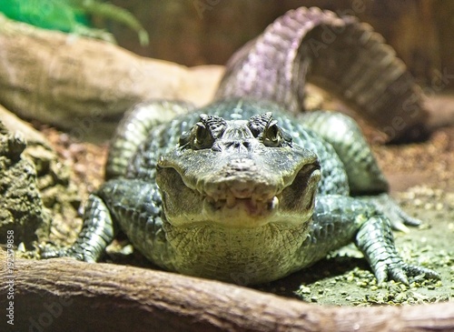 Photos Alligator - Crocodile looking straight into the camera.