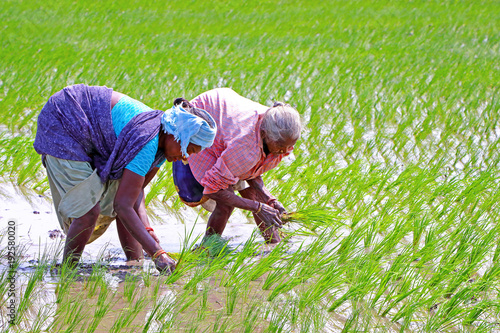 Canvastavla Indian Female Farmers Planting the Crops