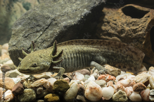 Axolotl Mexican in aquarium. © lapis2380