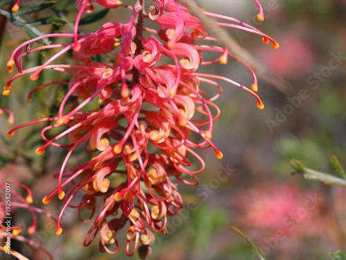 Close up of Grevillea blossom endemic to Australia