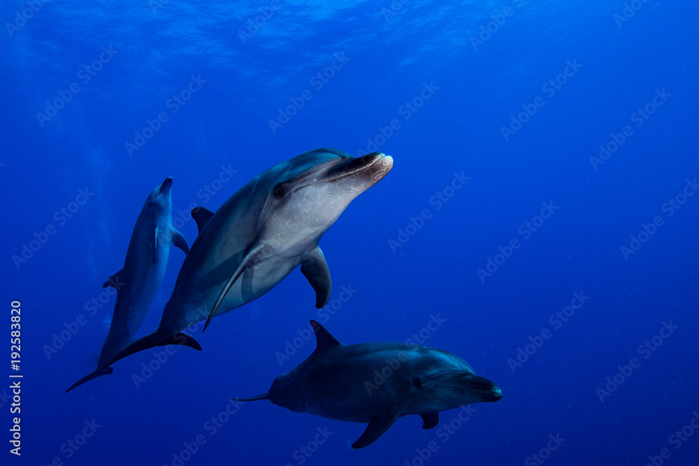 Fototapeta premium dauphin de Rangiroa