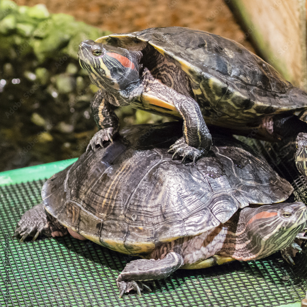 Naklejka premium Water turtle warming himself.