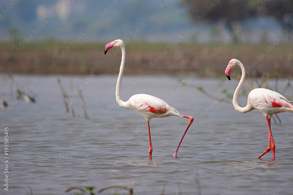 Pair of Greater Flamingo, Phoenicopterus roseus, Ujjani Dam backwaters, Bhigwan, Maharashtra