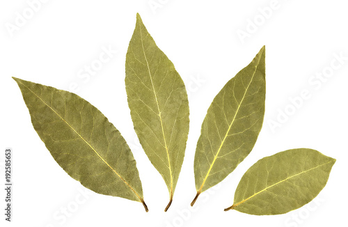 Bay leaves isolated on white background