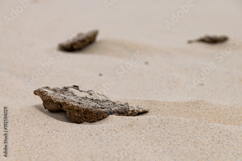 Cowpat animal manure in the sand