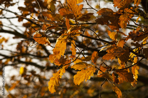 autumn oak leaves