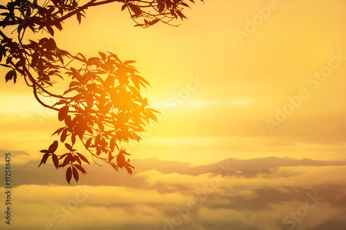 Mountain view sunrise with a tree branch silhouette.