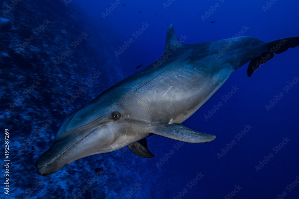 dauphin de Rangiroa dauphin de Rangiroa