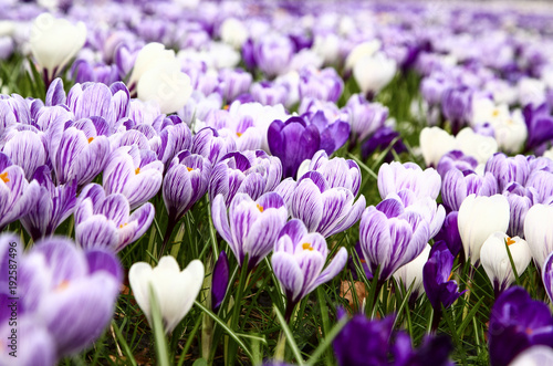Close up of spring crocuses blooming in a park