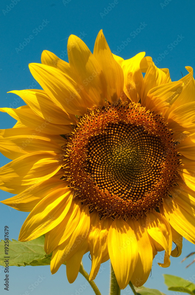 Naklejka premium Ripe Sunflower flower