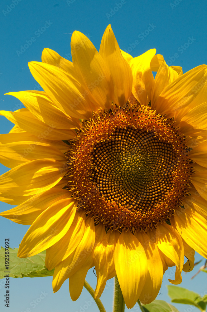 Obraz premium Ripe Sunflower flower